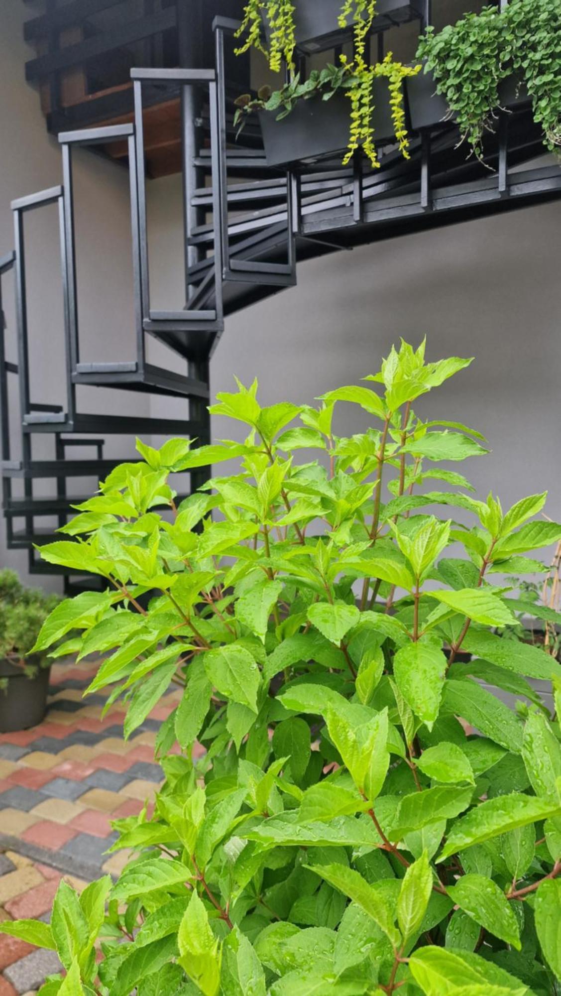 Rasos Vila Palanga Bilik gambar
